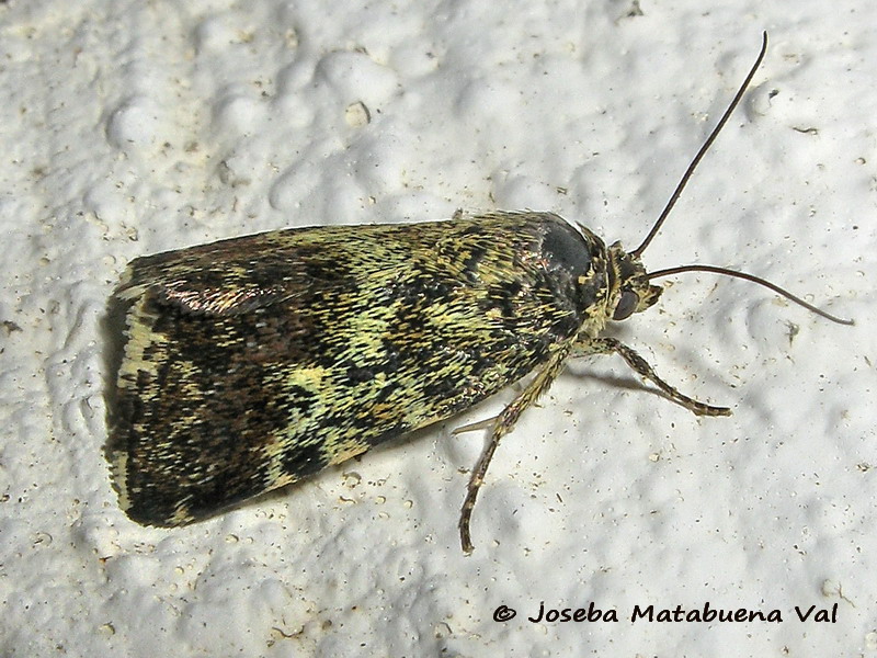 Acontia (Emmelia) viridisquama - Noctuidae